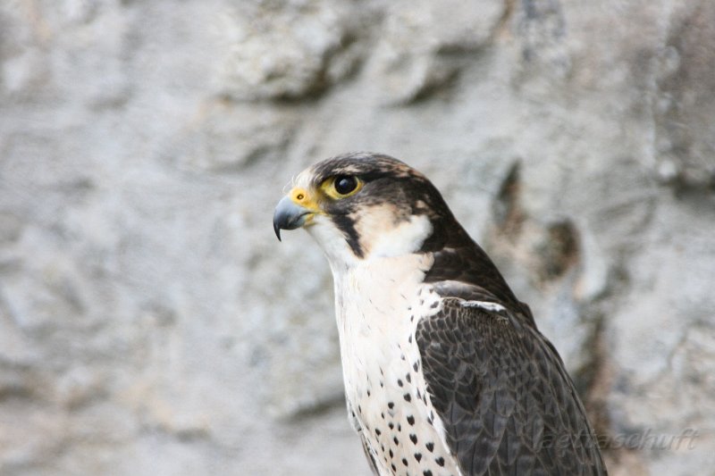 IMG_2684.JPG